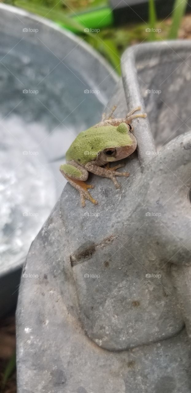 We knew at least one of the Cope's gray tree frogs (Dryophytes chrysoscelis) was the same individual because he had a mark on his back. By the time I removed him from my mother's bathroom this time, he was beginning to get habituated to humans.