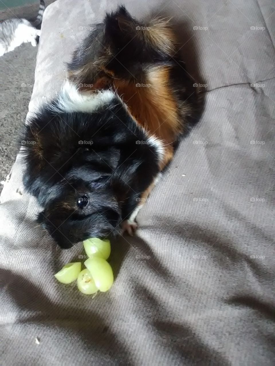 nice juicy grapes eating guinea pigs love to eat