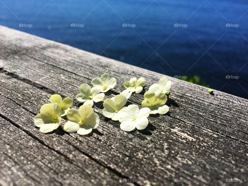 White flowers and water