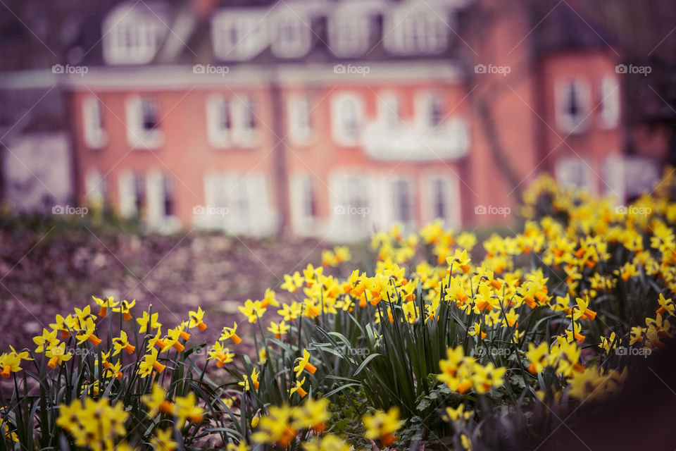 Flower, No Person, Garden, Flora, Outdoors