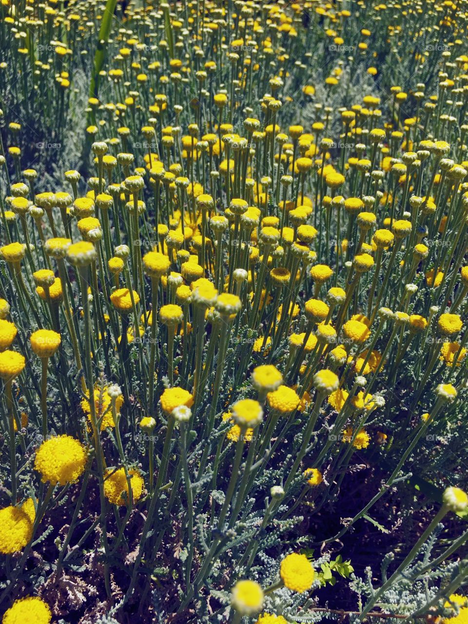 Wild flowers 