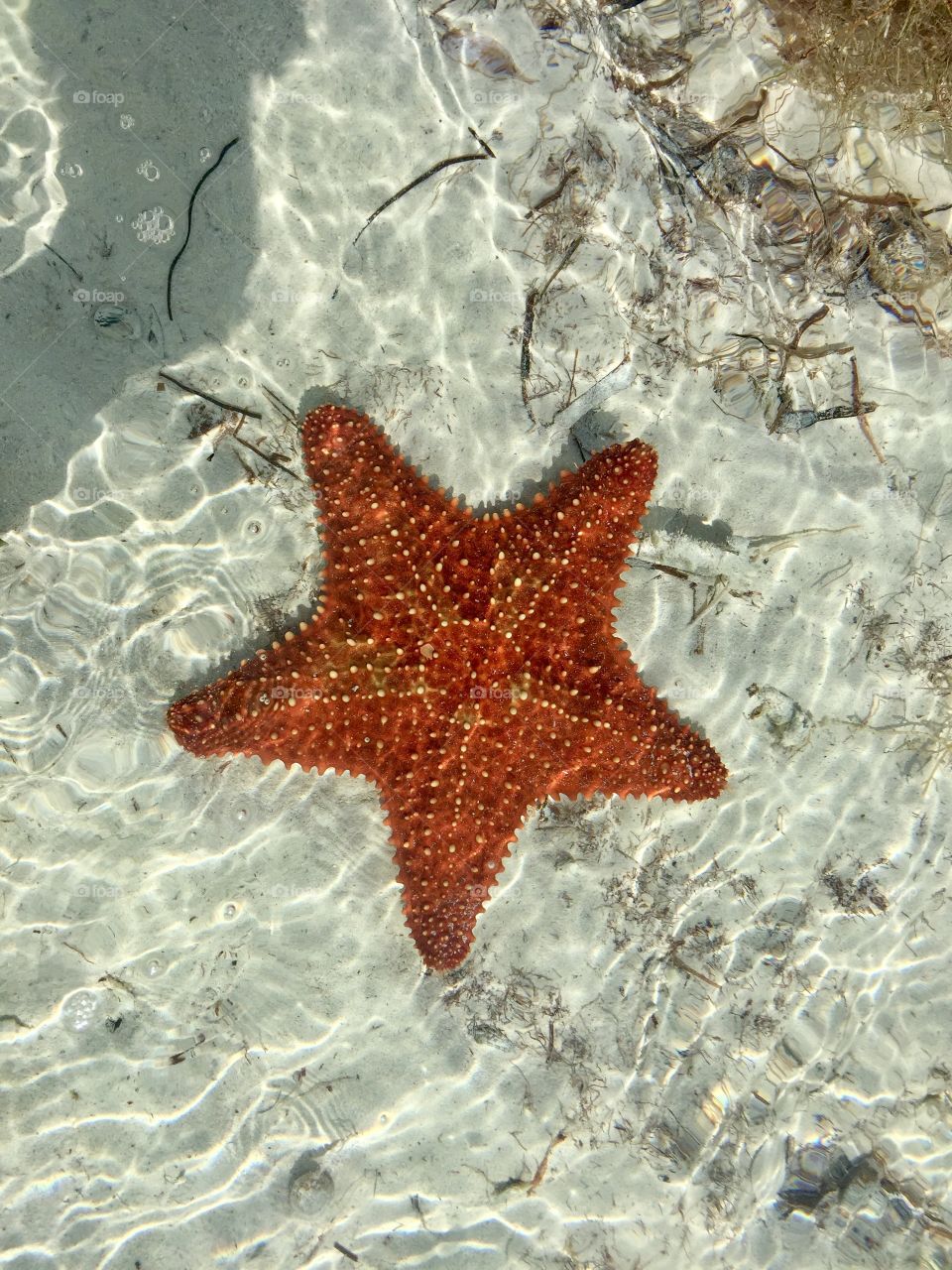 Red starfish in the ocean