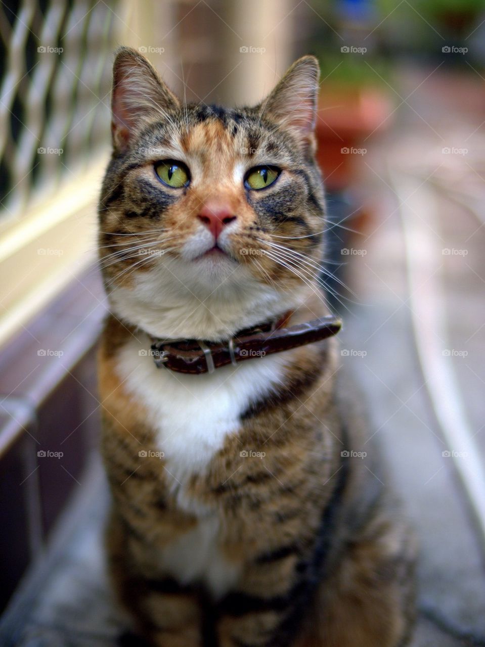 Portrait of tabby cat