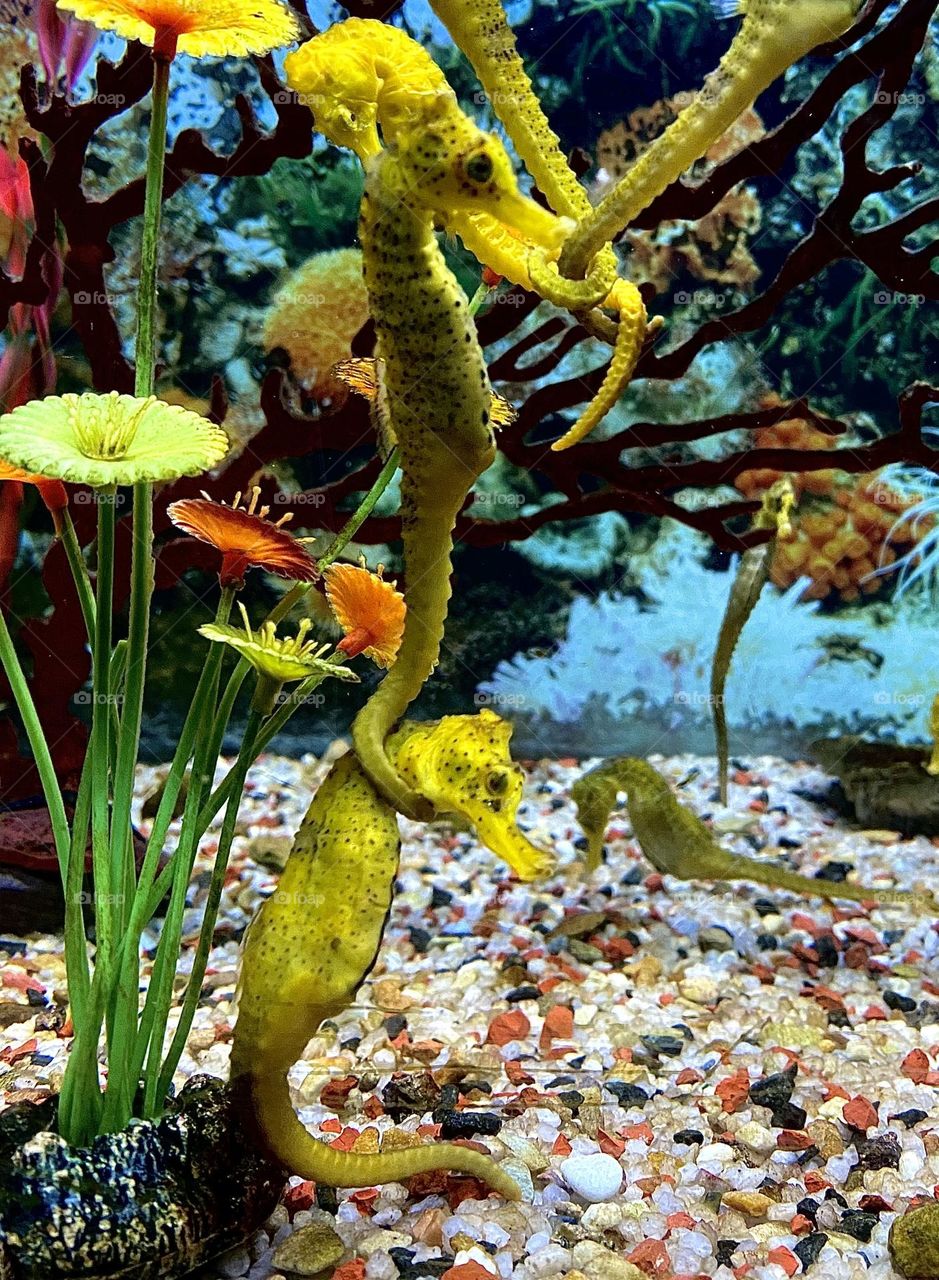 Seahorse attached to another
