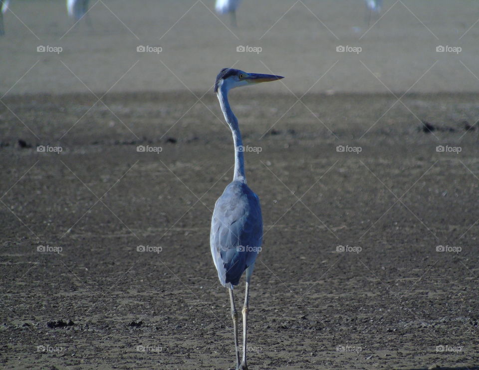 Grey heron . Solitery walking on for looking a fashion show , the bird keep calm & confidence for slowly to get near for other egrets in group . Grey body colour of heron's identify for egret community with others white of snow plumage at the wetland