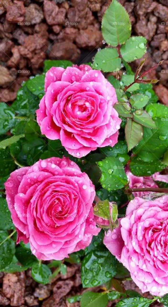 Pink roses after a summer shower.