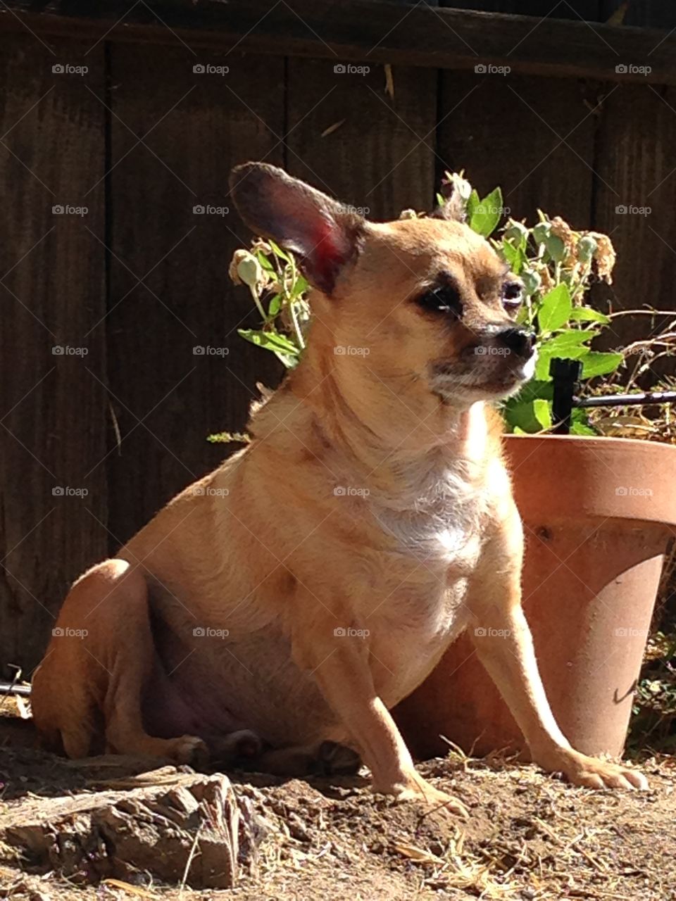 Happy Sun-Dog. Enjoying the the mid afternoon sunshine 