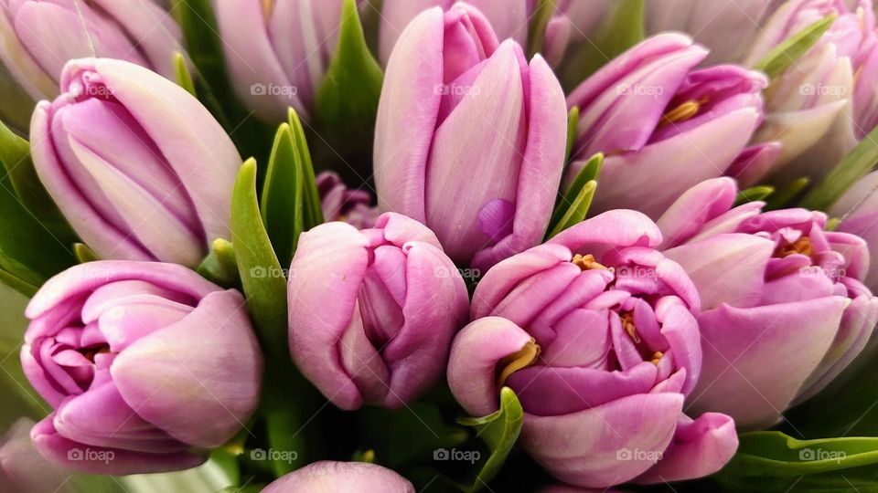 Mood spring 🌷🌷🌷Bouquet of tulips🌷🌷🌷