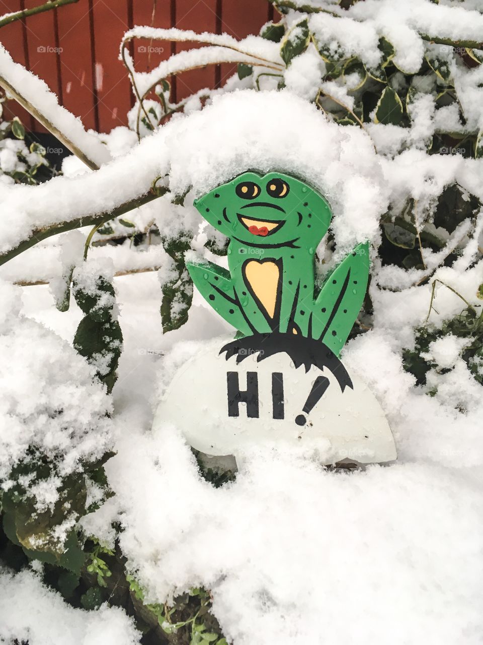 garden frog in snow