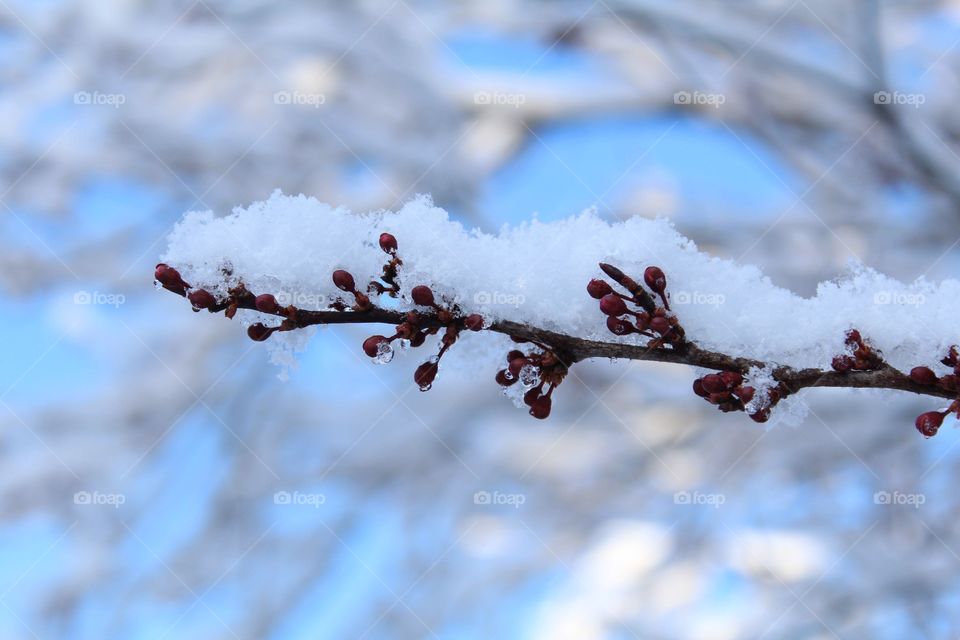 It is the beginning of summer but I cannot forget my winter memories. This icy photo is a cherry blossom tree not blooming yet because of the ice and snow on it.