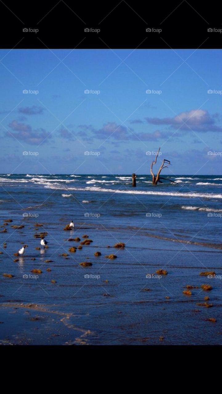blue sea seaweed shore by gingersleetsnow