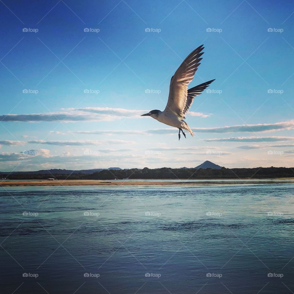 Bird in flight blue skies 