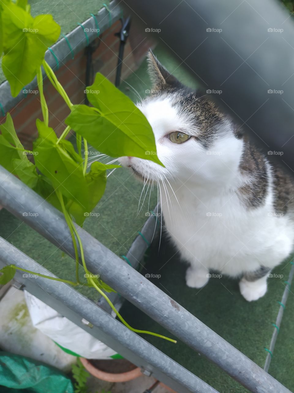 cat in the garden