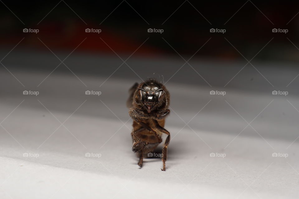 A dead body of bee