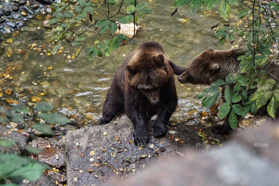 Two brown bears  playing together enjoying water time ... 