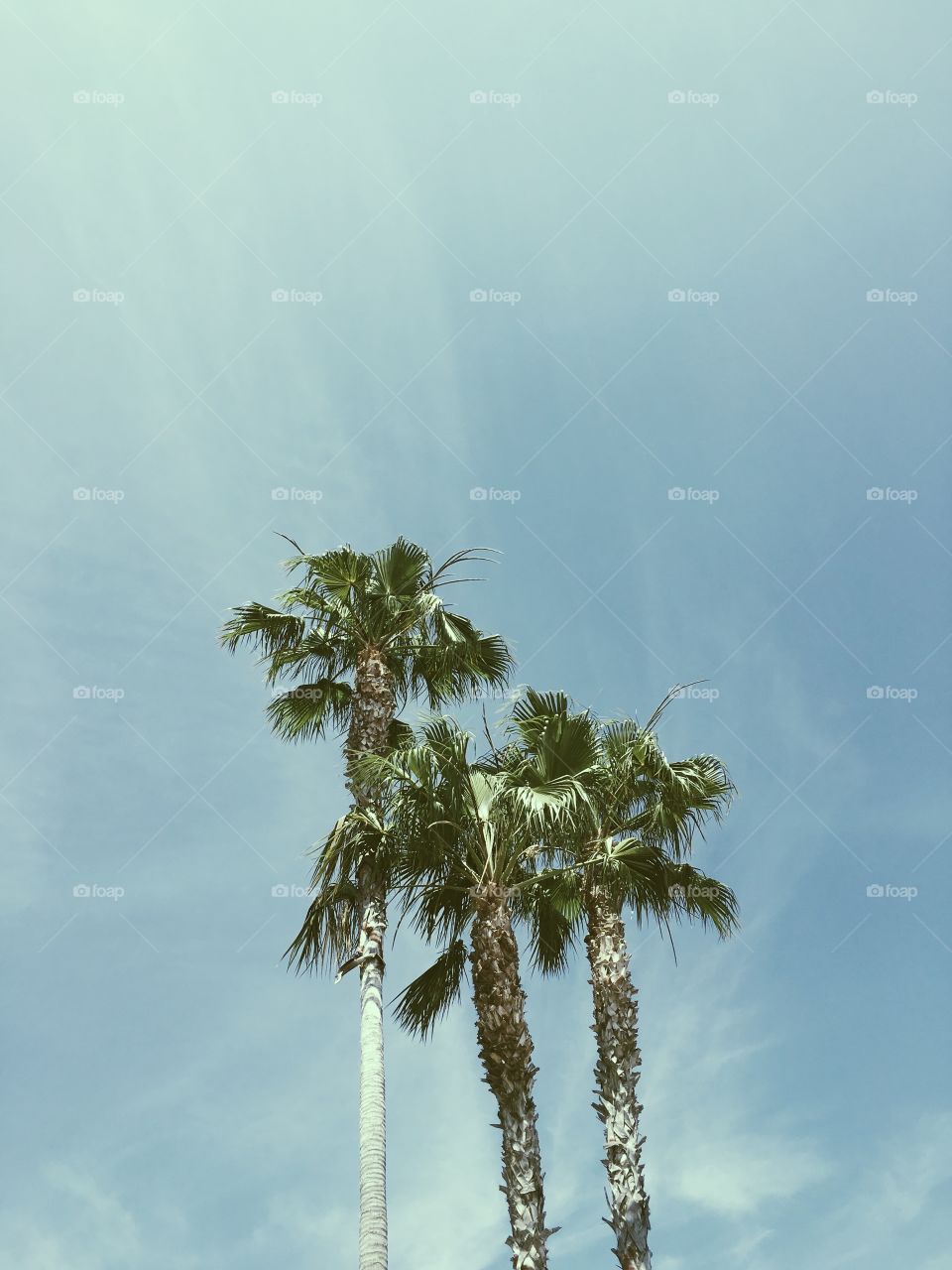 Palm trees on a blue green sky.