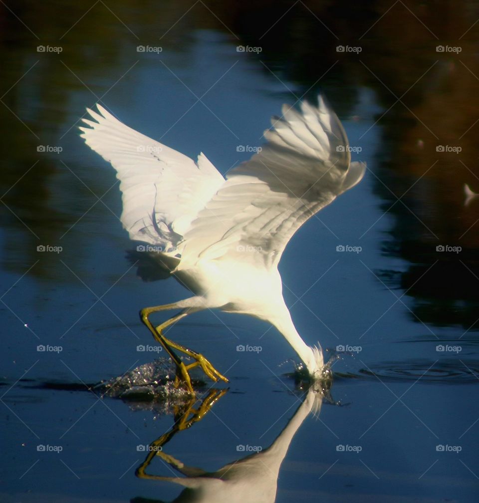 Snowy Egret Fishing While Flying