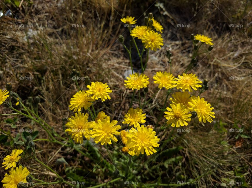 Nature, Flower, Flora, Summer, Grass