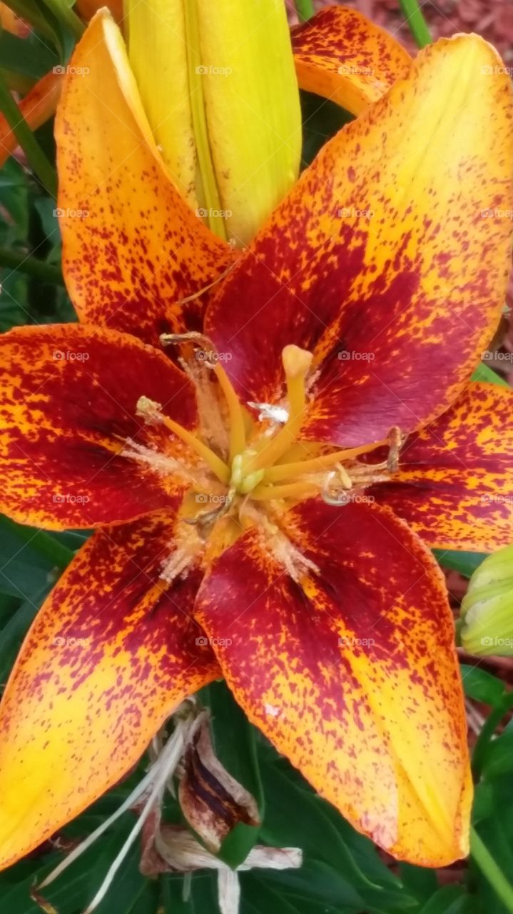 Orange spotted lily