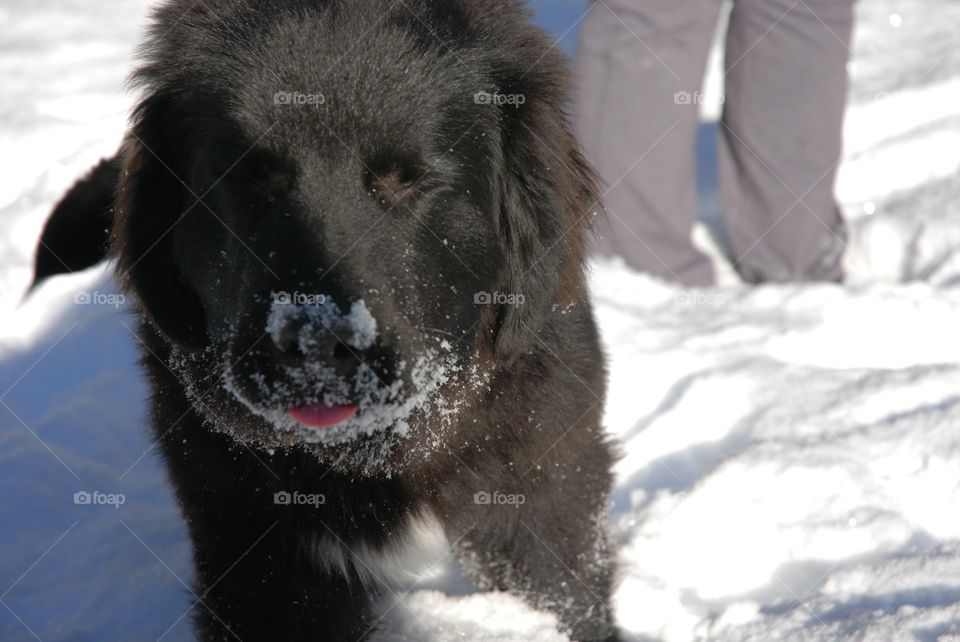 Puppy playing in the snow and sticking his tongue out.