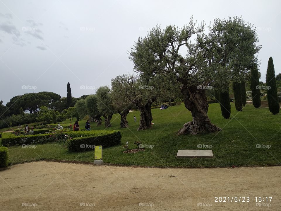 jardín de Árboles en linea