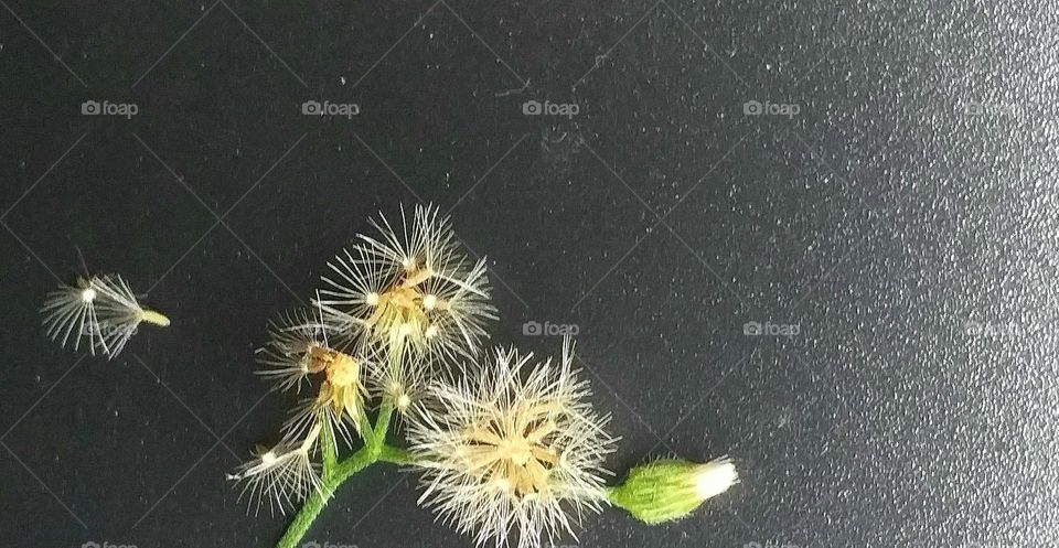 Beautiful small flowers against a black background