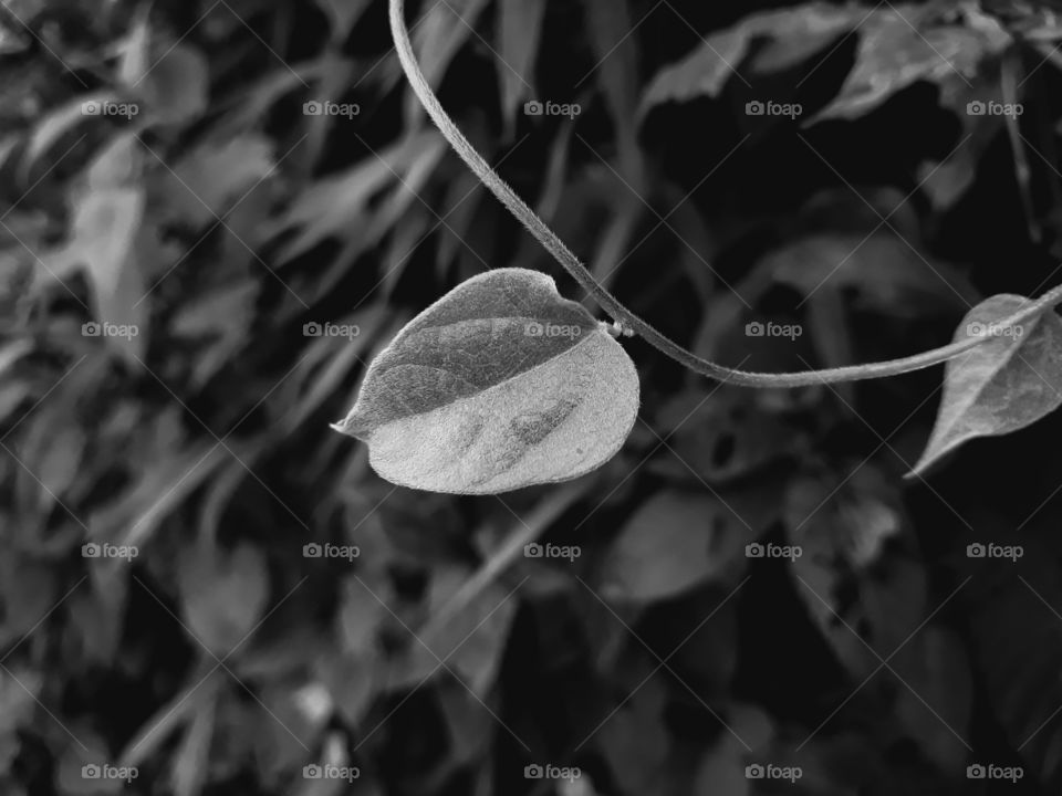 A leaf of a vine plant shot in black and white.