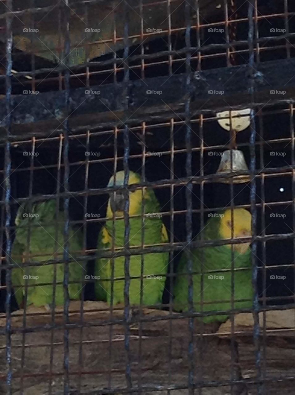 This is a horrible way to live. It's almost impossible to be able to see the birds through layers of fencing.