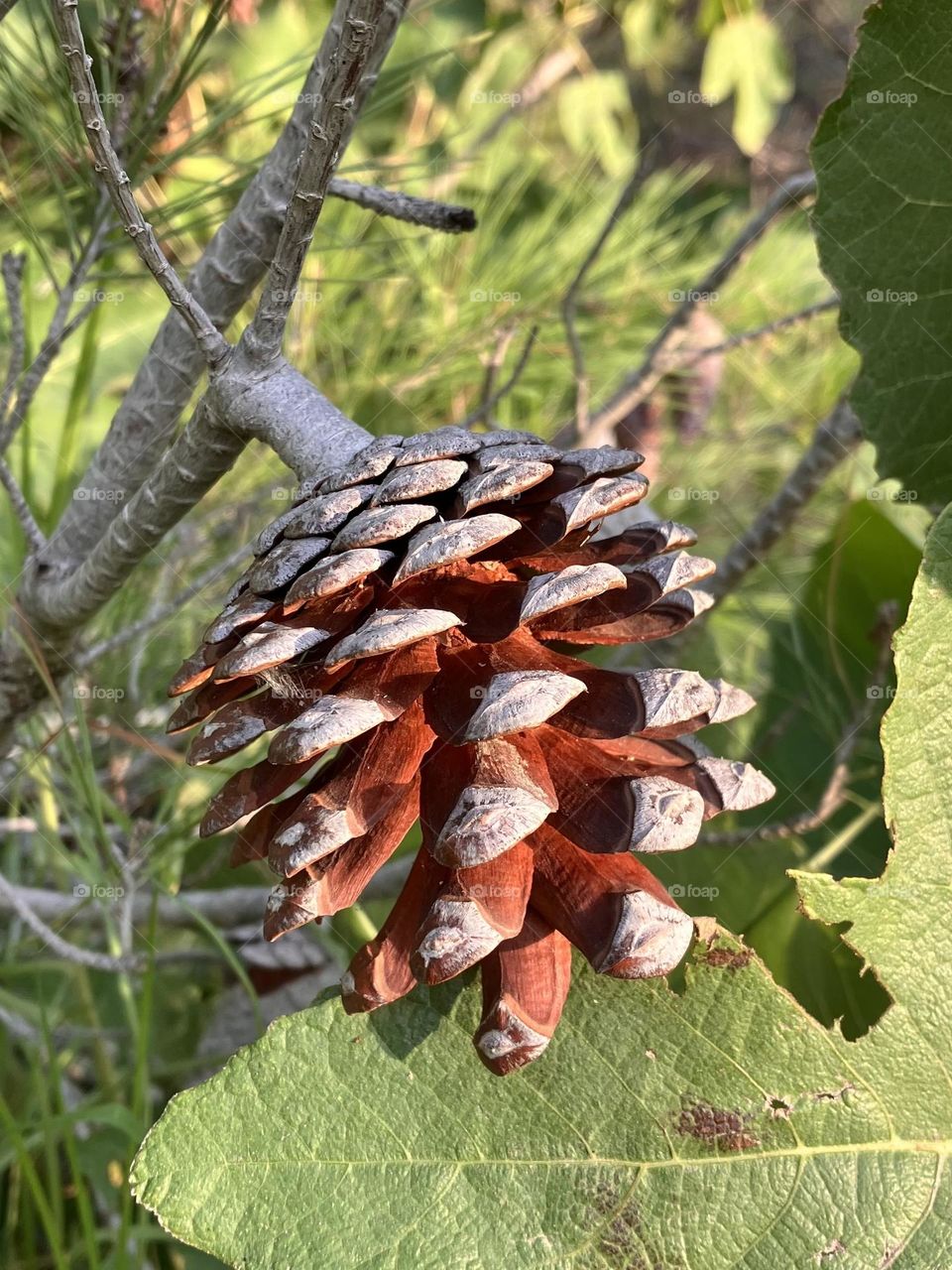 Pine cone in evening light from countryside 
