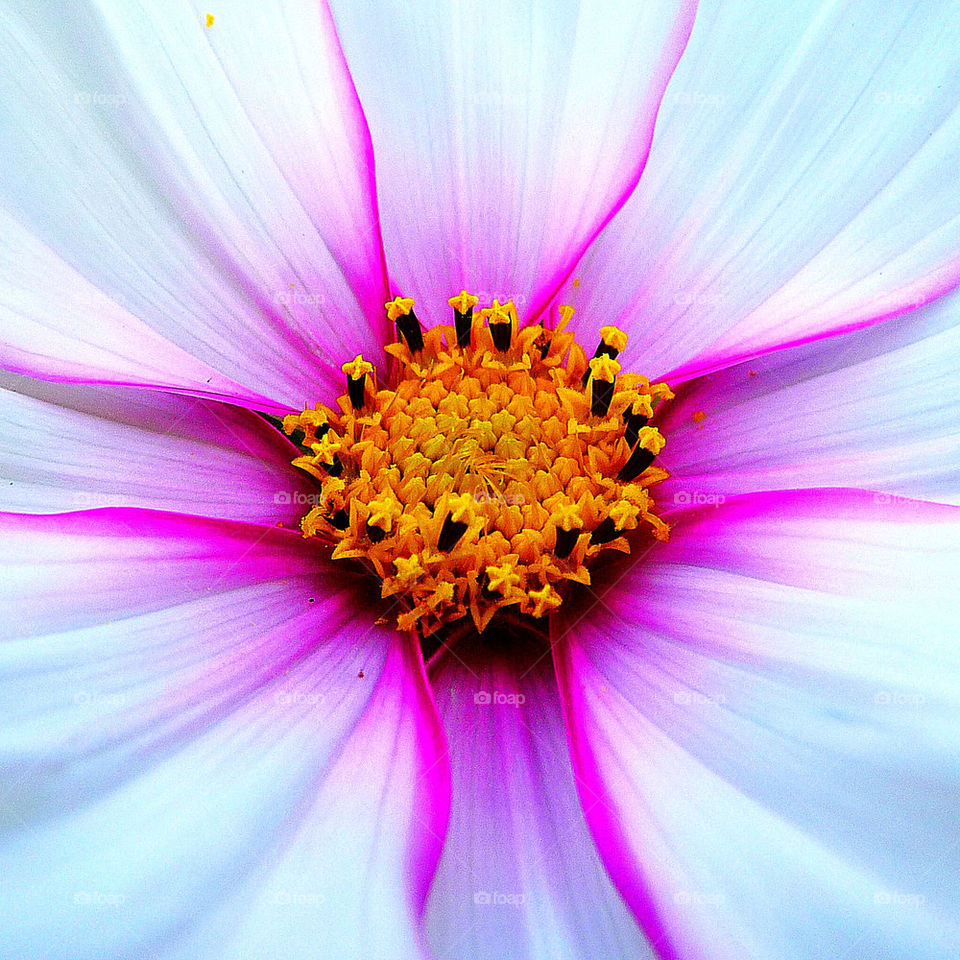 Macro photograph of Cosmos flower centre