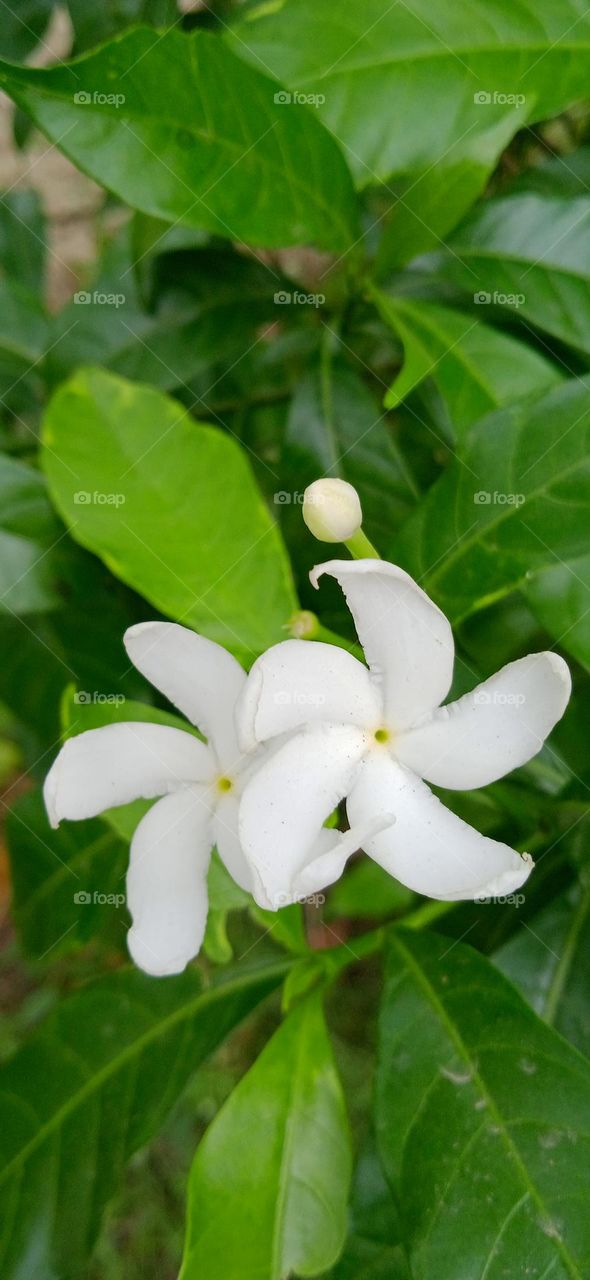 Tabernaemontana divaricata, commonly called pinwheel flower or crape jasmine and East india rosebay, it is an evergreen shrub or small tree native to south asia. shoot at, sun, 23 apr, 2023, 10:54 am.
