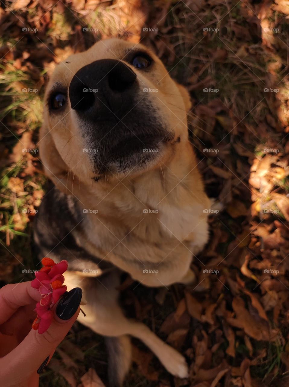 Photo of a cute stray dog in the autumn leaves /Beautiful dog sniffing a flower/ Dog's nose and mouth