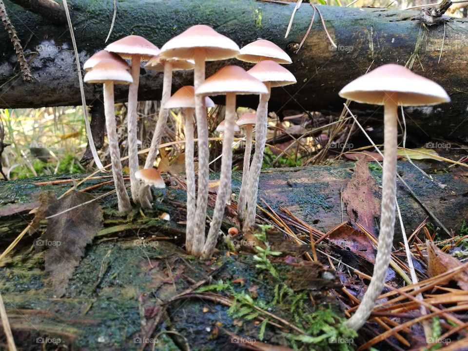 Mushrooms