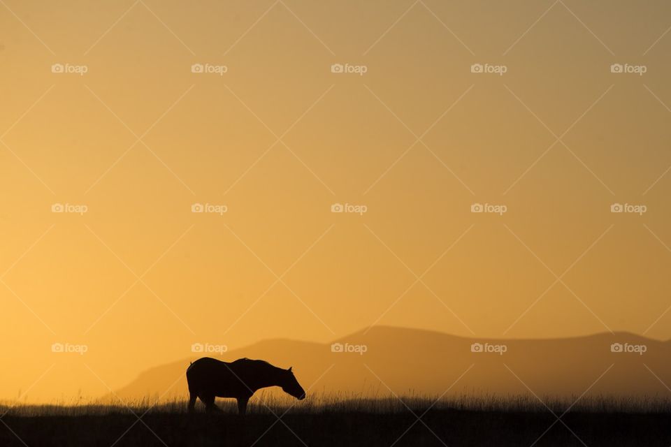 Horse in field