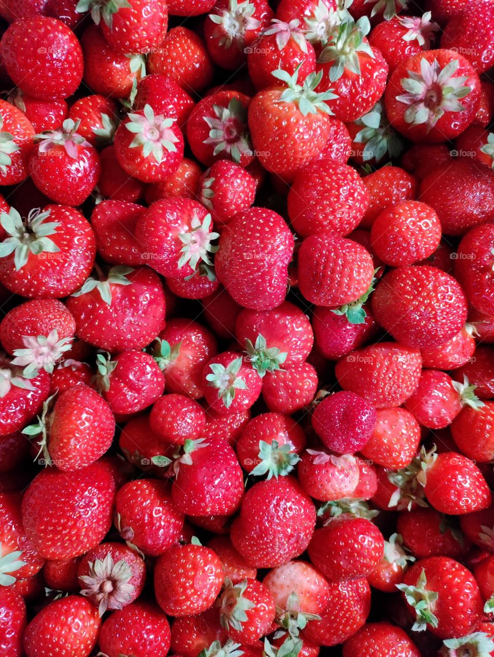 fresh strawberries