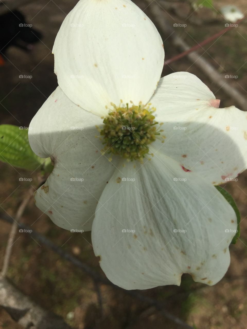 Dogwood flower