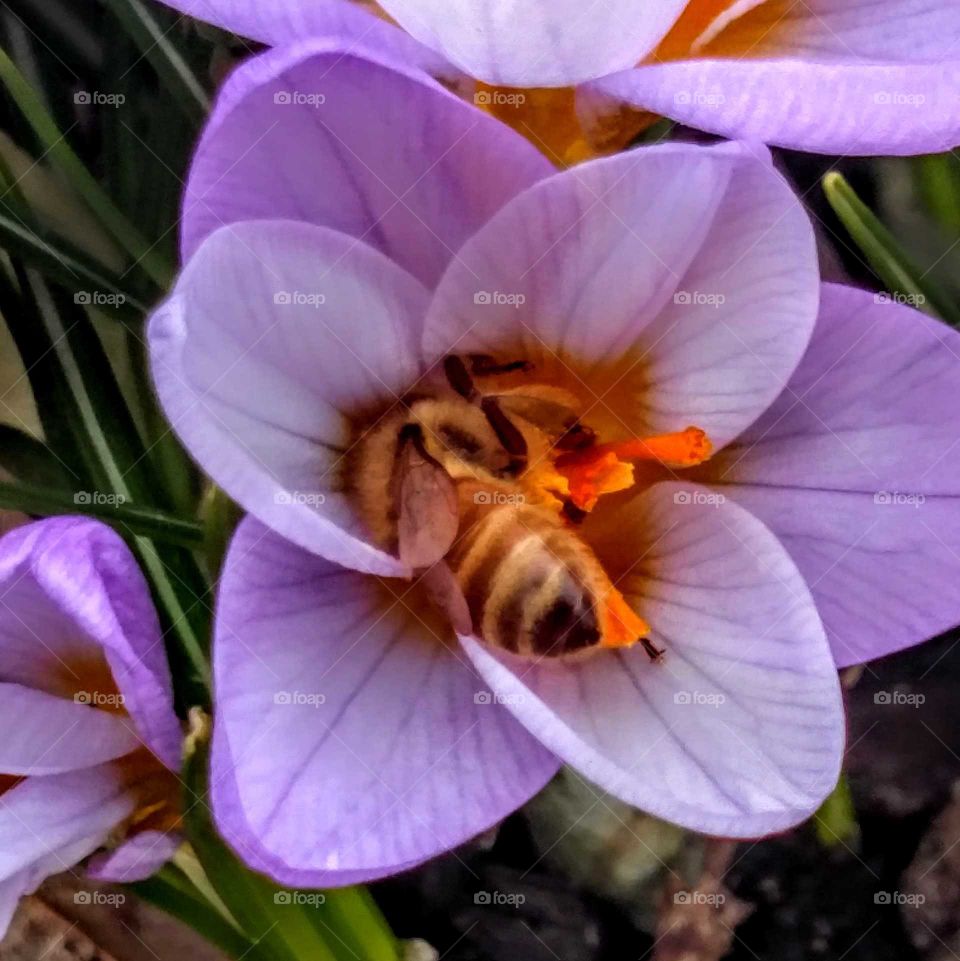 Bee collecting pollen from purple flower
