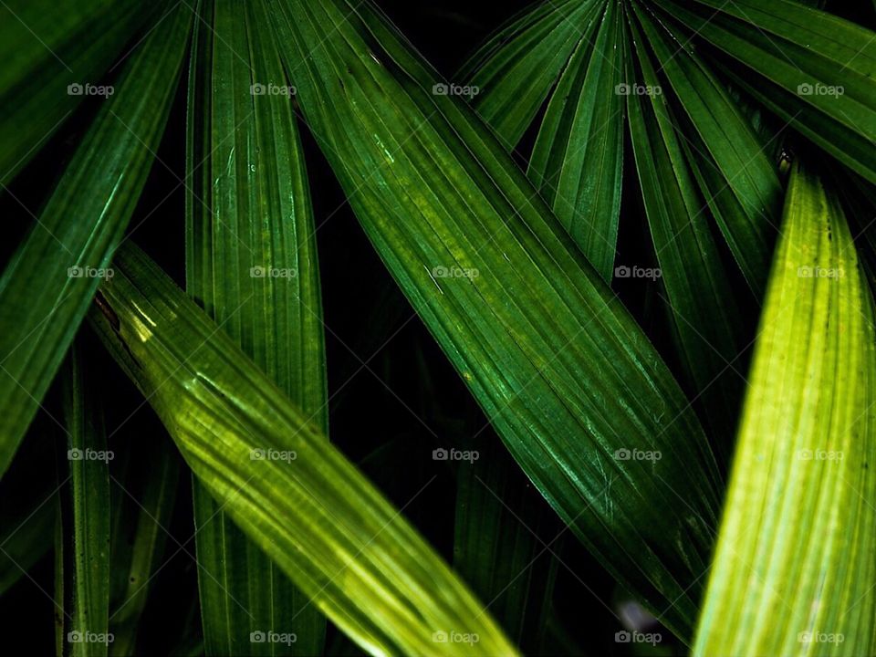 Green plant 