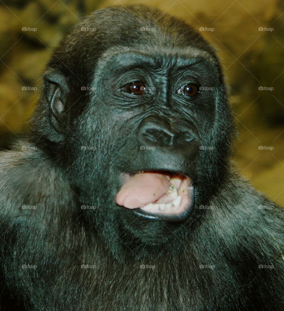 Gorilla