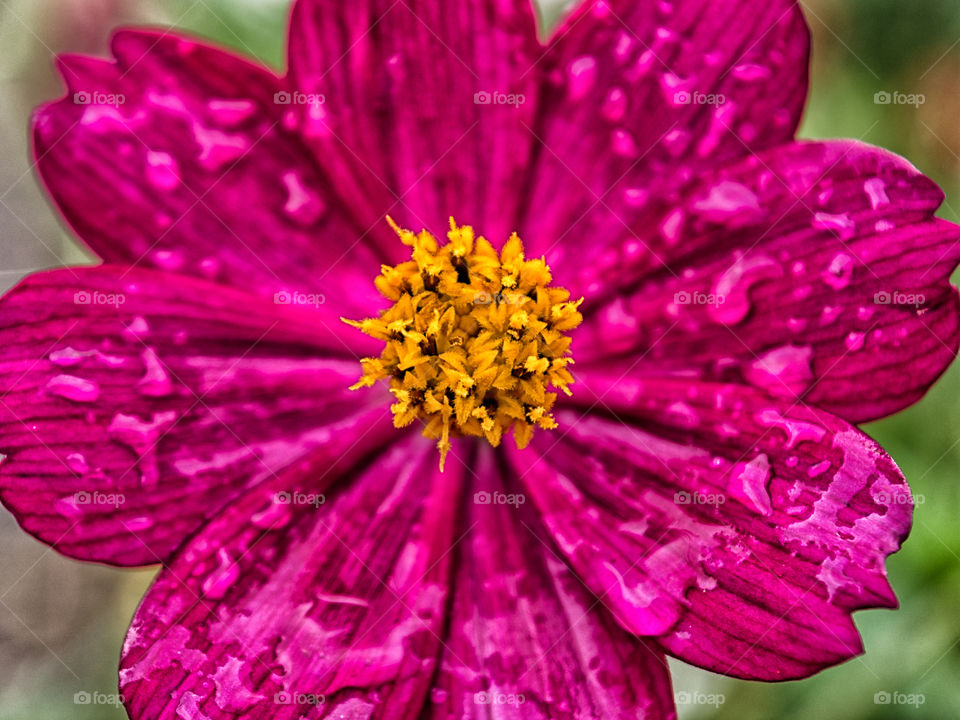 yellow focus in Pink flower