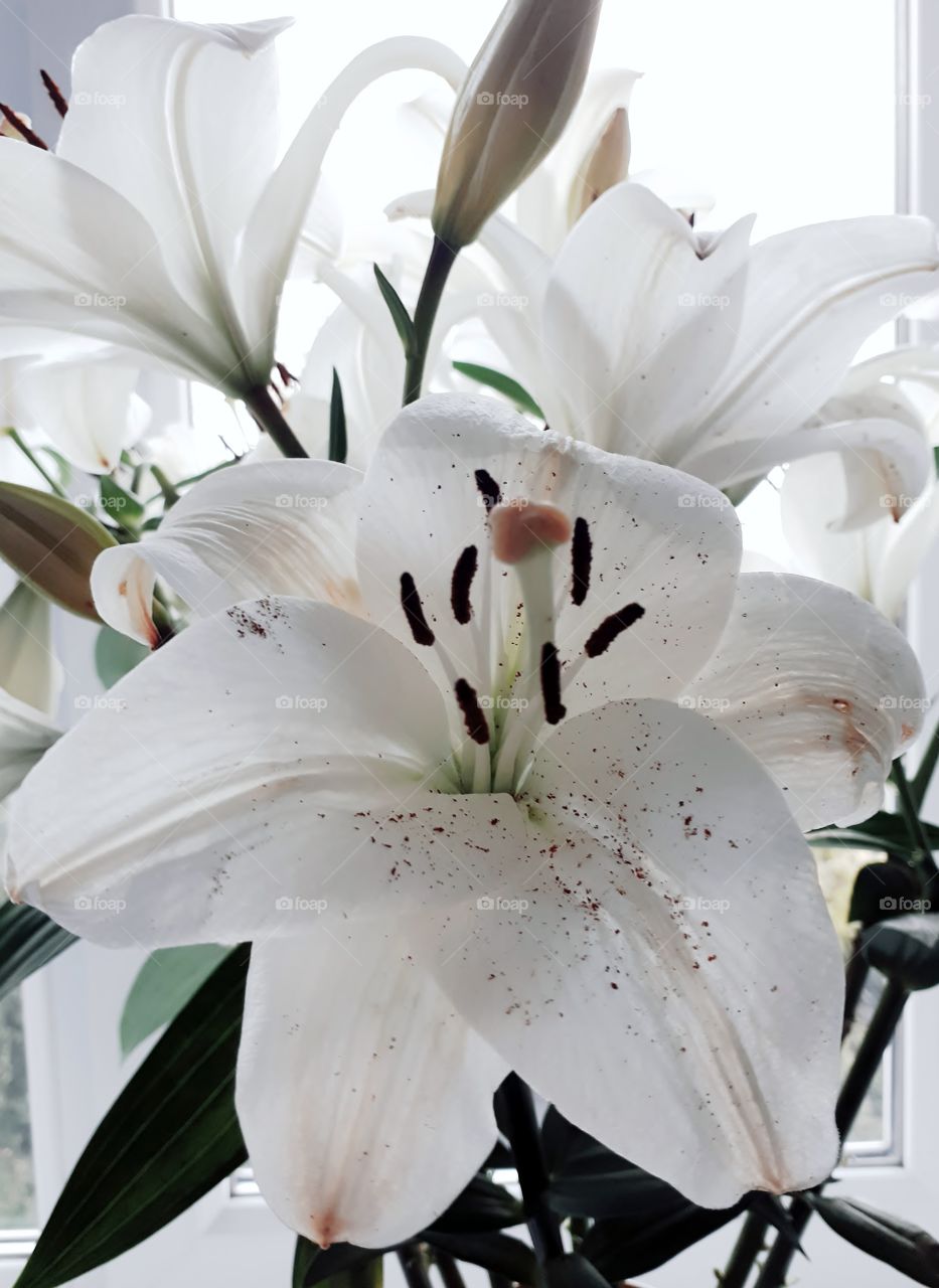 A bouquet of white lilies