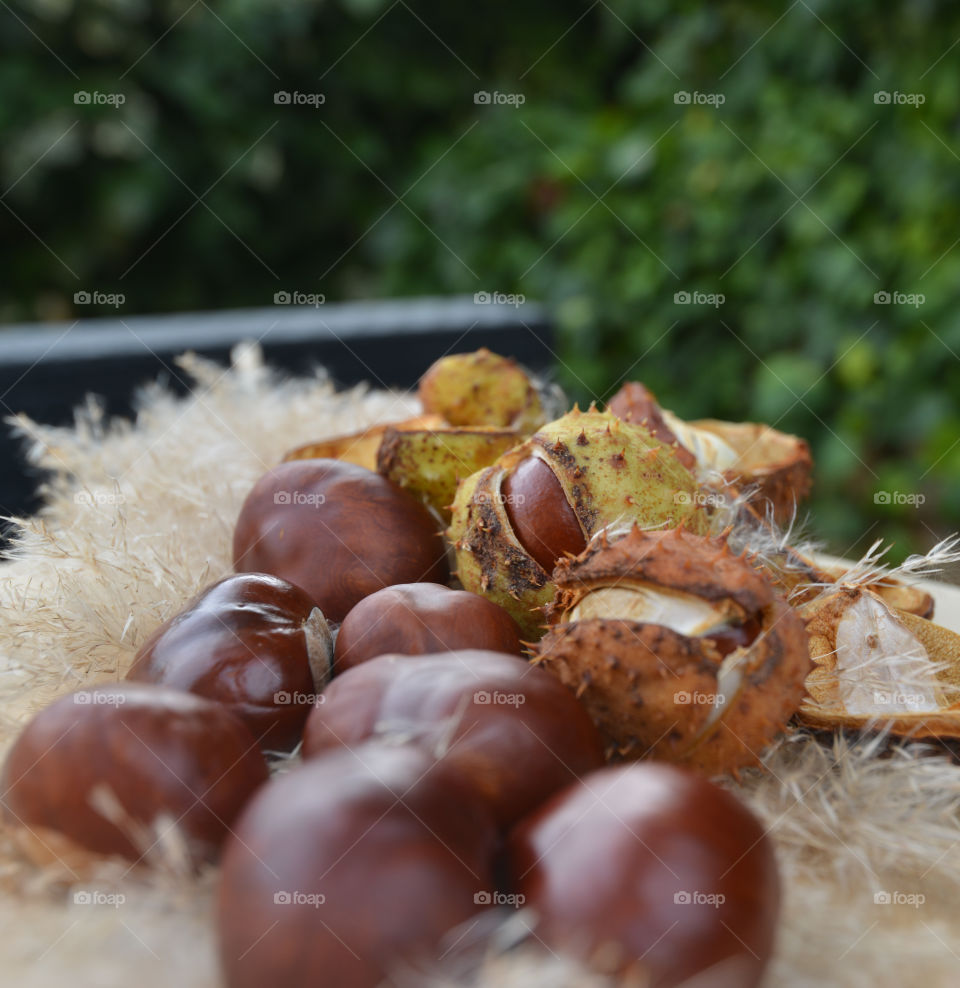 mix of chestnut / burr. automn saison