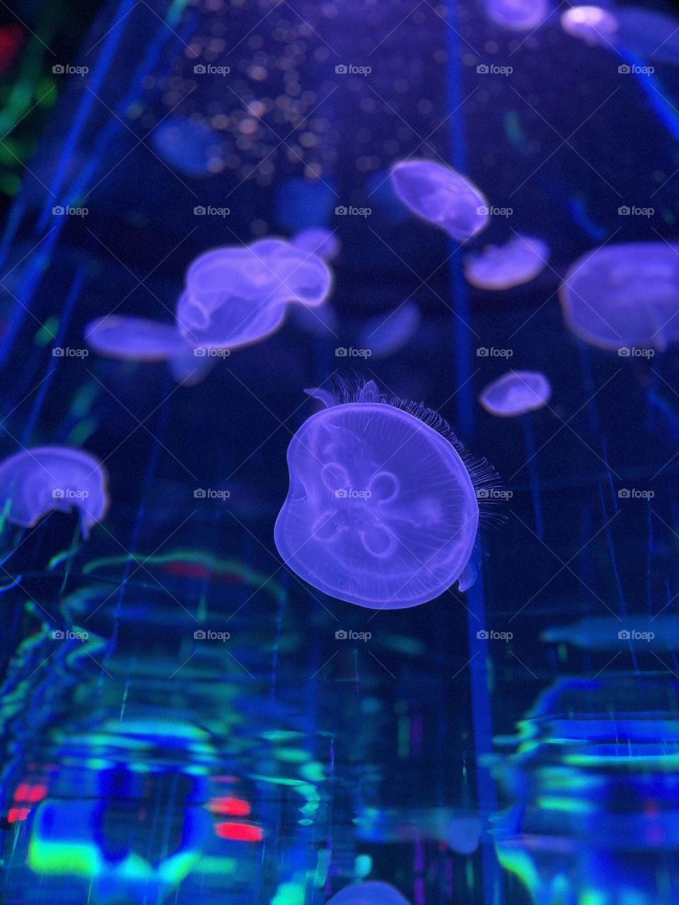 Jelly fish