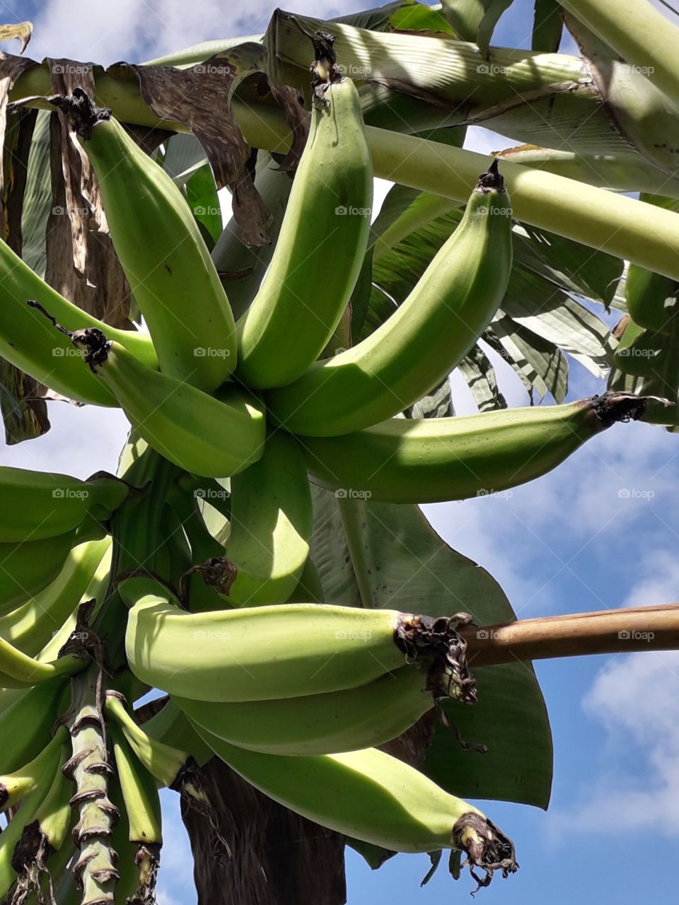 Growing Plantains
