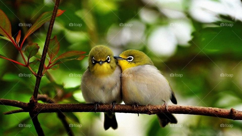 sweet birds...
sing of love..
