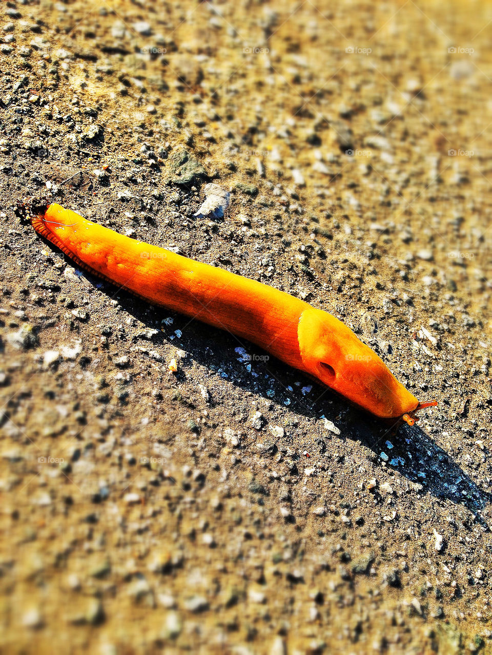 Banana slug of the California coast