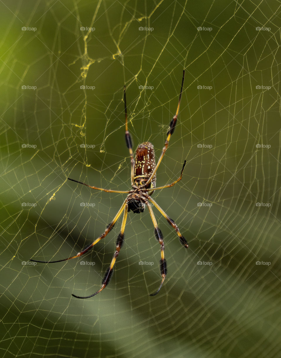 Spider on web