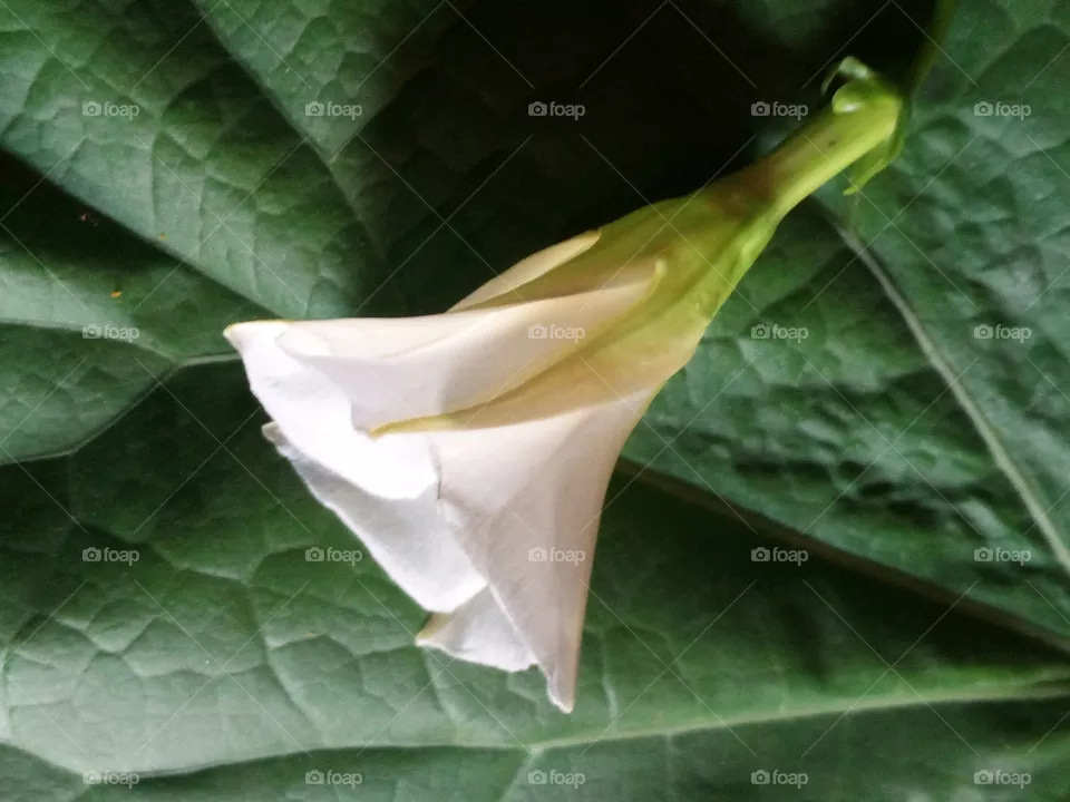 white flower image
