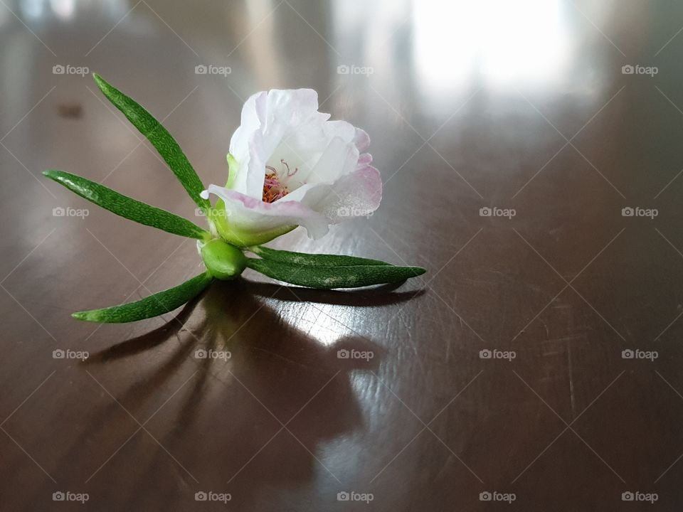 my beautiful Portulaca grandifloramy beautiful Portulaca grandiflora