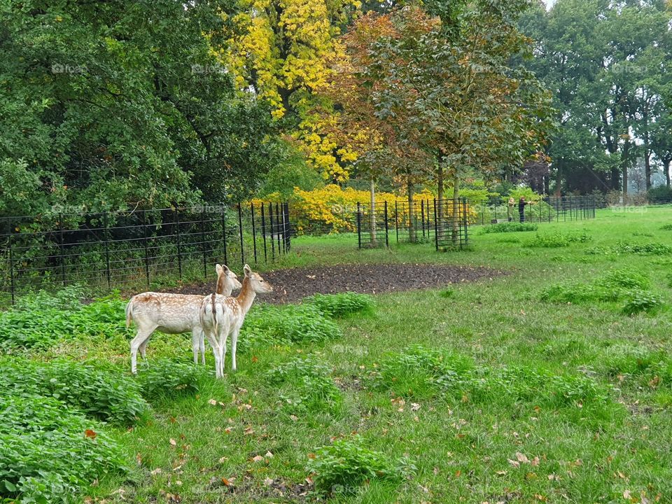 Two deer walking in the park.